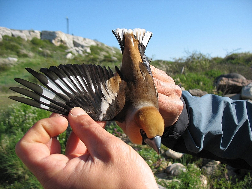 Hawfinch, Sundre 20080511